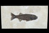 Uncommon Fish Fossil (Mioplosus) - Wyoming #179314-1